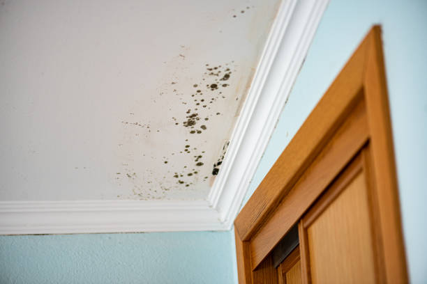 Best Bathroom Mold Remediation in Laguna Hills, CA