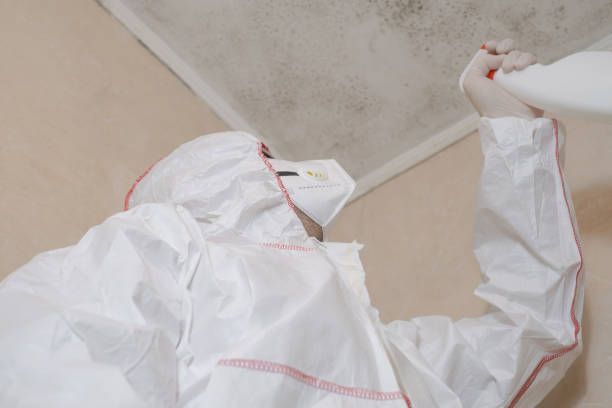 Best Basement Mold Remediation in Laguna Hills, CA