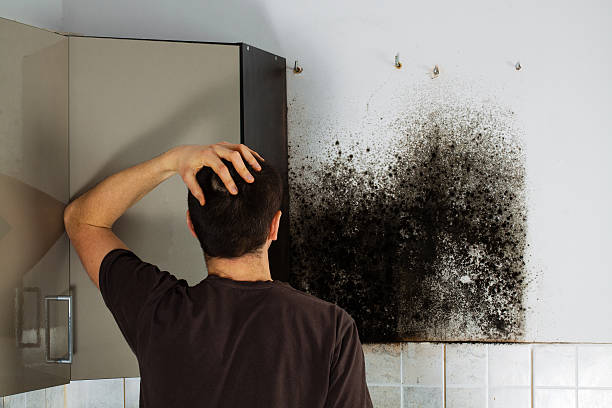 Best White Mold Remediation in Laguna Hills, CA