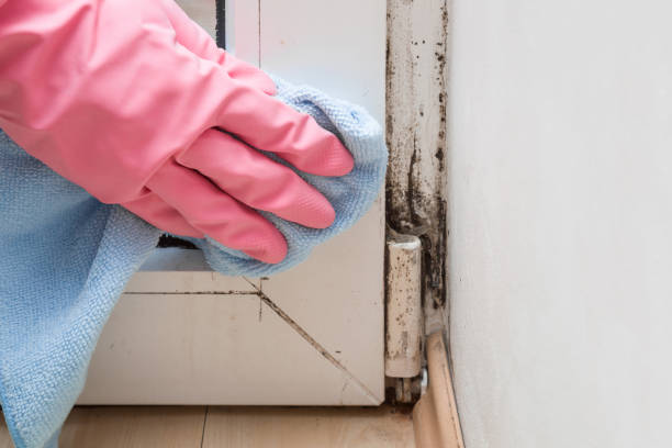 Best Post-Flood Mold Remediation in Laguna Hills, CA