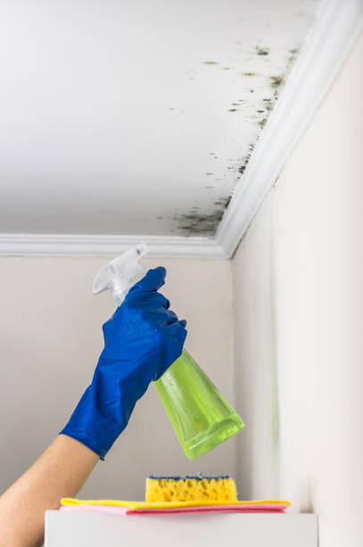 Best Attic Mold Remediation in Laguna Hills, CA
